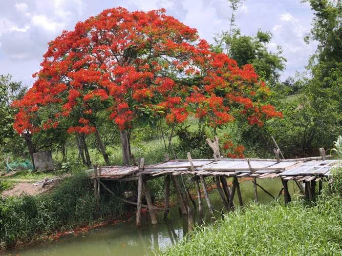 Phượng nở trên đất Bà Tiên, Tân Phú Đông