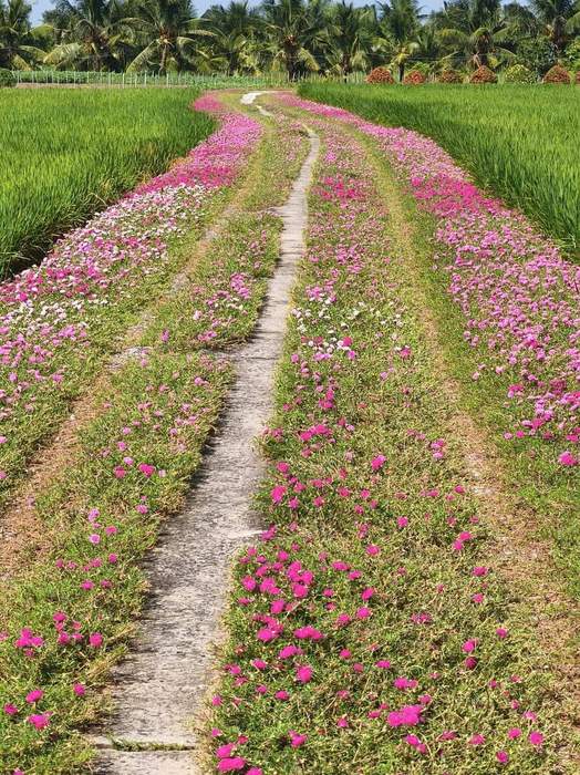 Đường hoa mười giờ đẹp say lòng người
