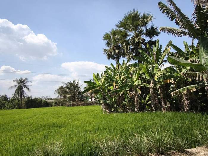 Cây thốt nốt ở đất Gò Công