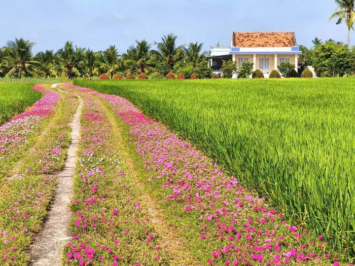Đường hoa mười giờ đẹp say lòng người