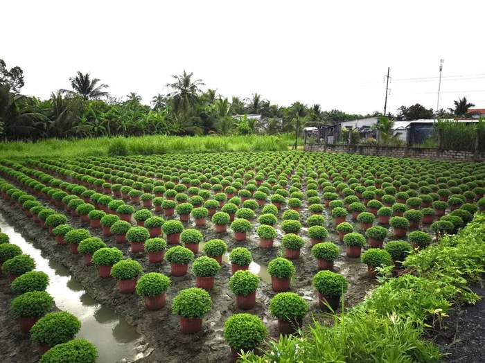 Cổng hoa ở Thạnh Trị