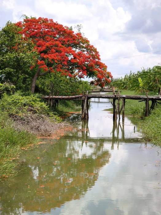 Phượng nở trên đất Bà Tiên, Tân Phú Đông