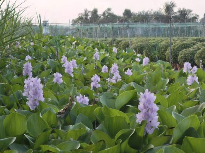 Lục bình nở tím cả khúc kinh