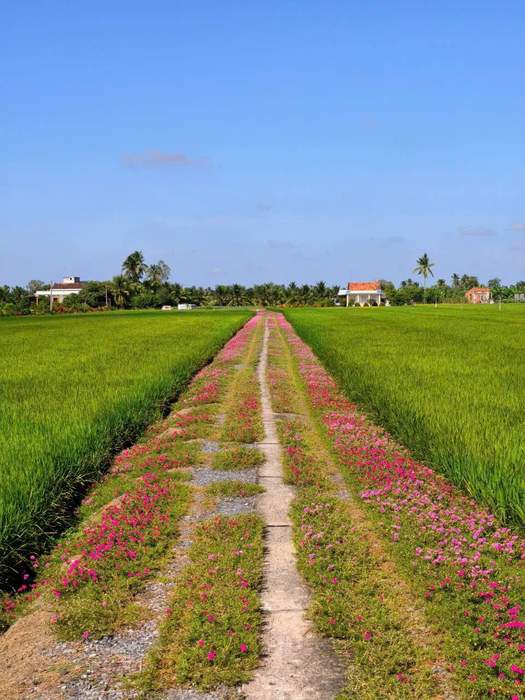 Đường hoa mười giờ đẹp say lòng người
