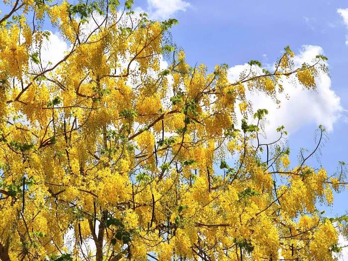 Cây hoa Osaka vàng rực rỡ