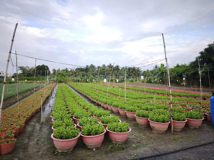 Cổng hoa ở Thạnh Trị