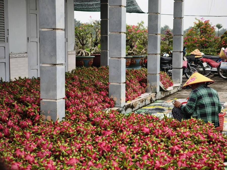 Thanh long quê em