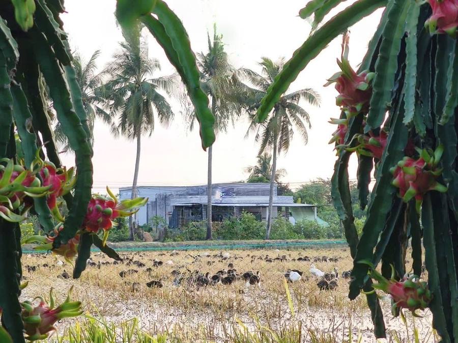 Thanh long quê em