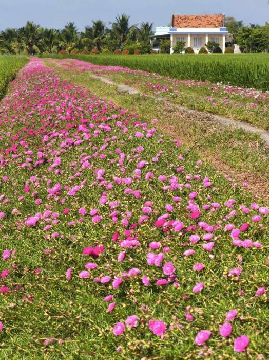 Đường hoa mười giờ đẹp say lòng người