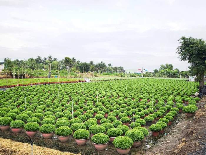 Cổng hoa ở Thạnh Trị