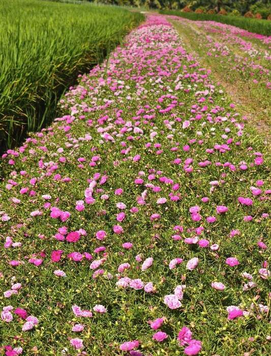 Đường hoa mười giờ đẹp say lòng người