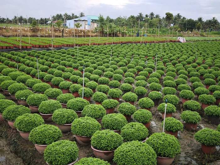 Cổng hoa ở Thạnh Trị