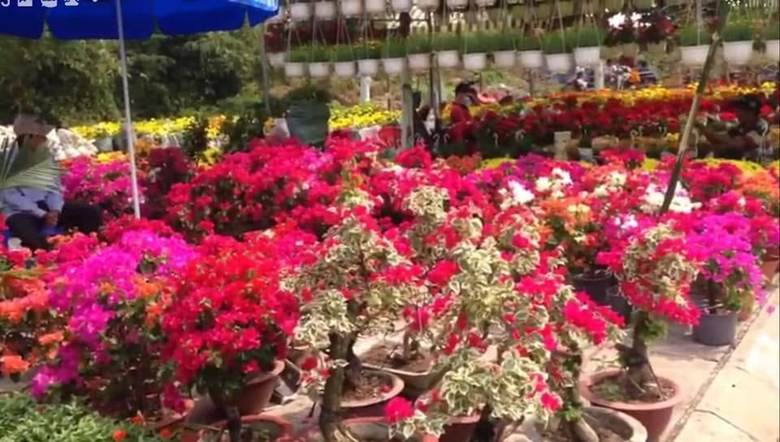Chợ hoa Xuân Gò Công năm 2019