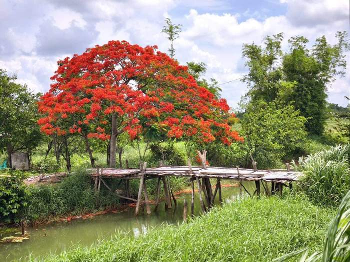 Phượng nở trên đất Bà Tiên, Tân Phú Đông