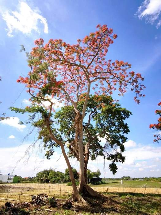 Chòm phượng đỏ khu phố Thuận Hoà, phường Long Thuận