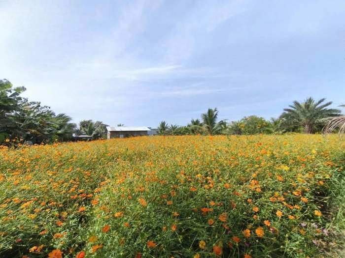 Vườn hoa sao nhái bên đường Kinh 2
