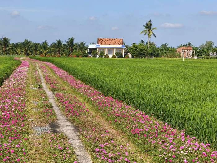 Đường hoa mười giờ đẹp say lòng người
