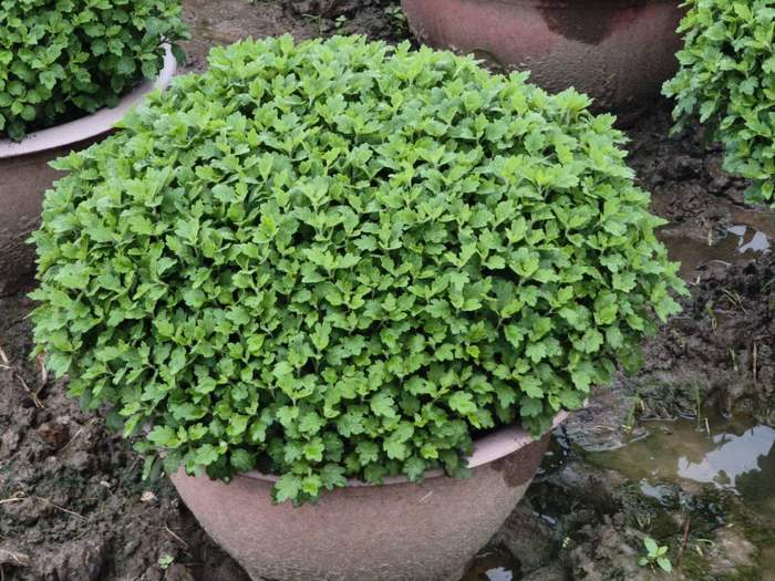Cổng hoa ở Thạnh Trị