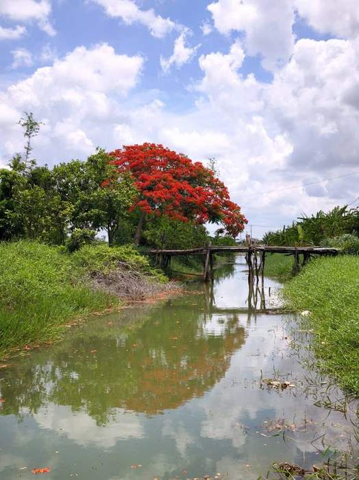 Phượng nở trên đất Bà Tiên, Tân Phú Đông