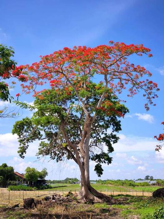 Chòm phượng đỏ khu phố Thuận Hoà, phường Long Thuận