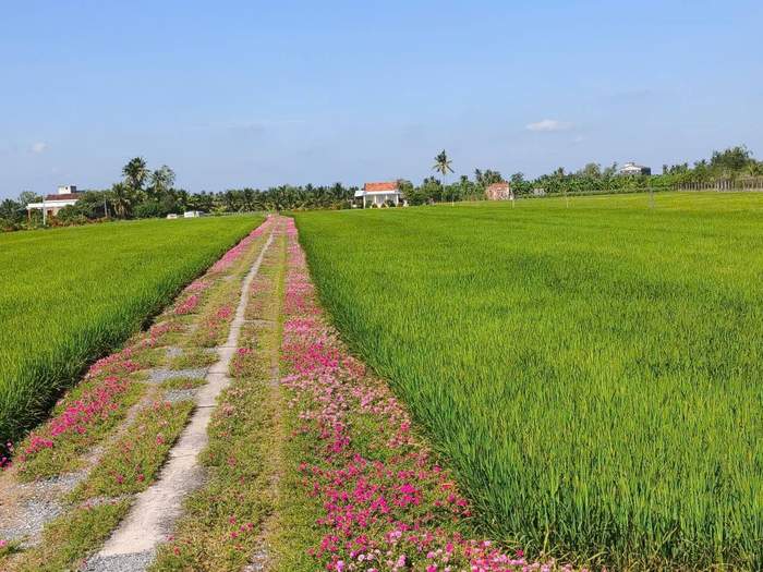 Đường hoa mười giờ đẹp say lòng người