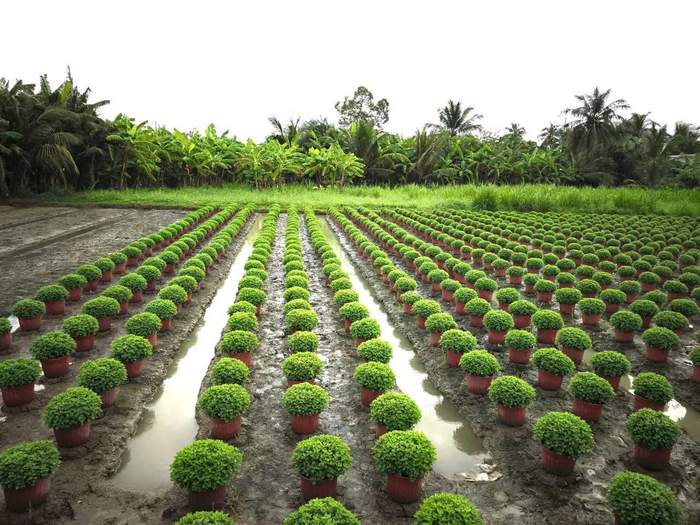 Cổng hoa ở Thạnh Trị