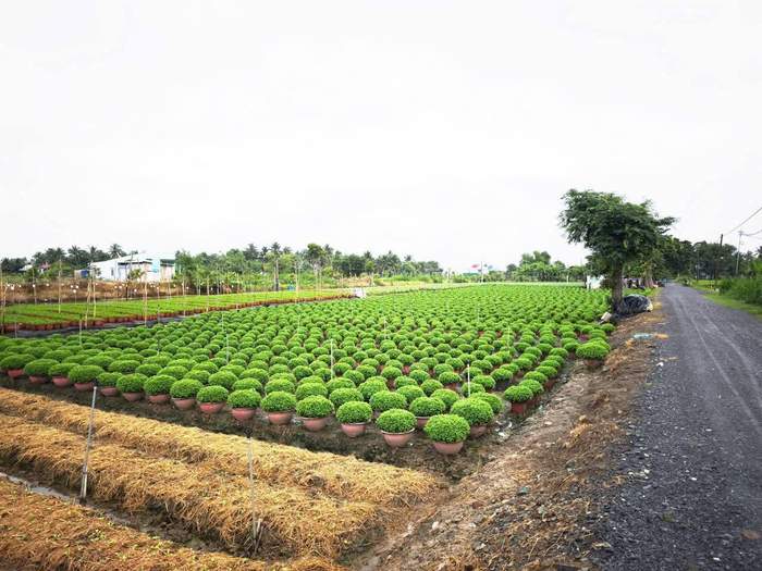 Cổng hoa ở Thạnh Trị