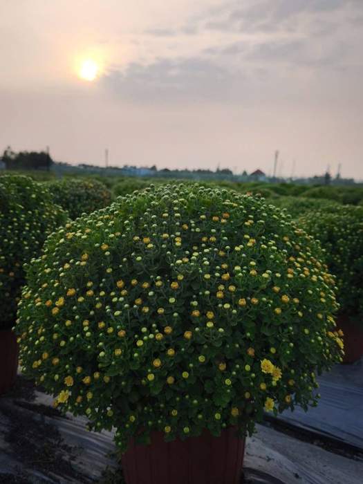 Cổng hoa ở Thạnh Trị