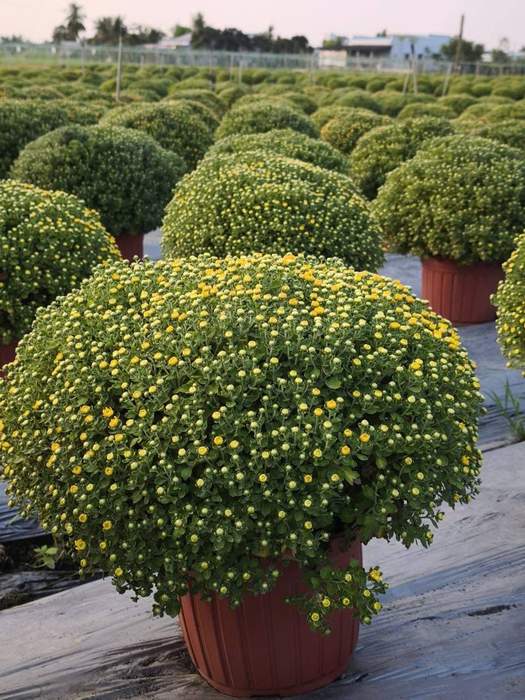 Cổng hoa ở Thạnh Trị