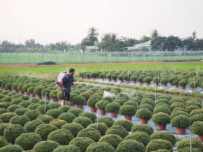 Cổng hoa ở Thạnh Trị