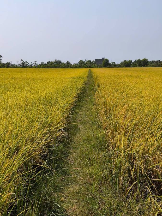 Tổng hợp
