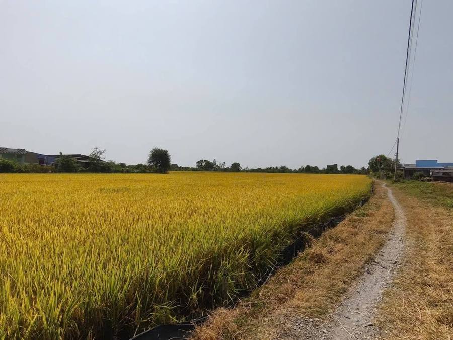 Tổng hợp
