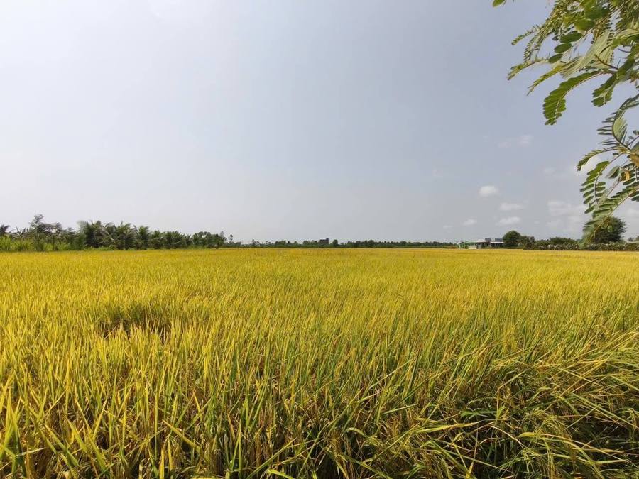 Tổng hợp