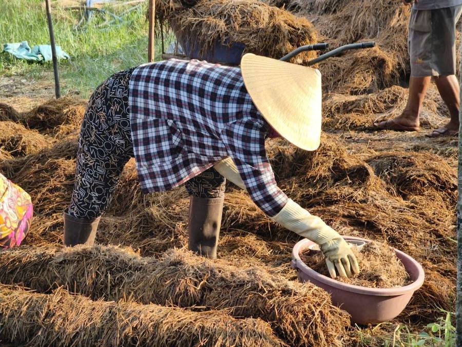 Nấm trơm Gò Công