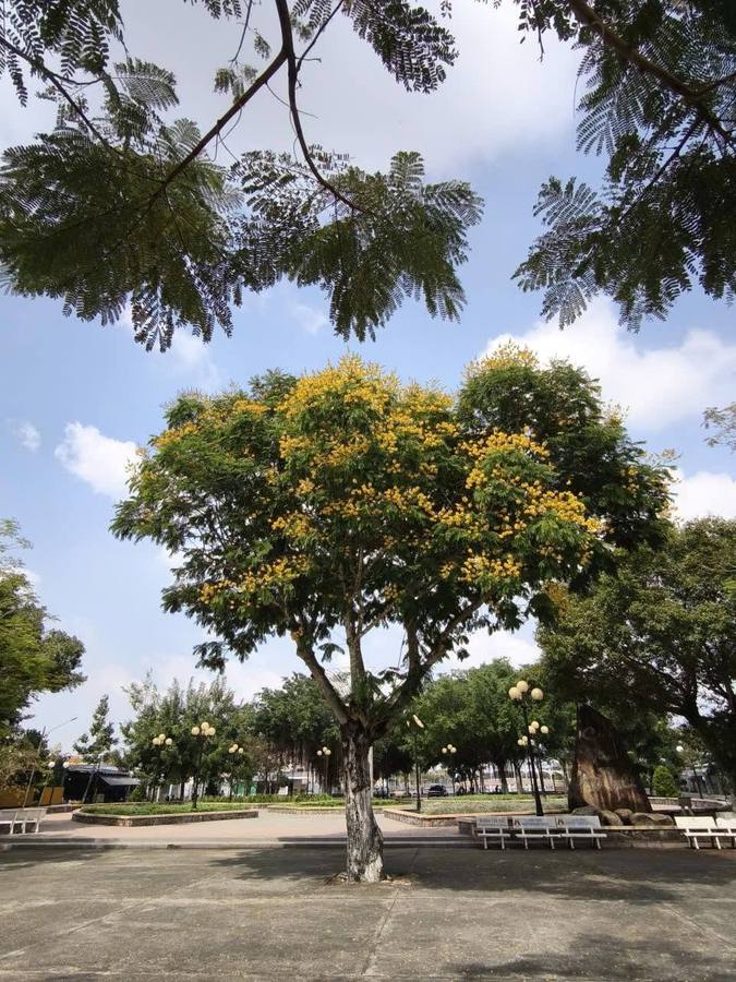 Công viên Ao Thiếc mùa nào cũng đẹp