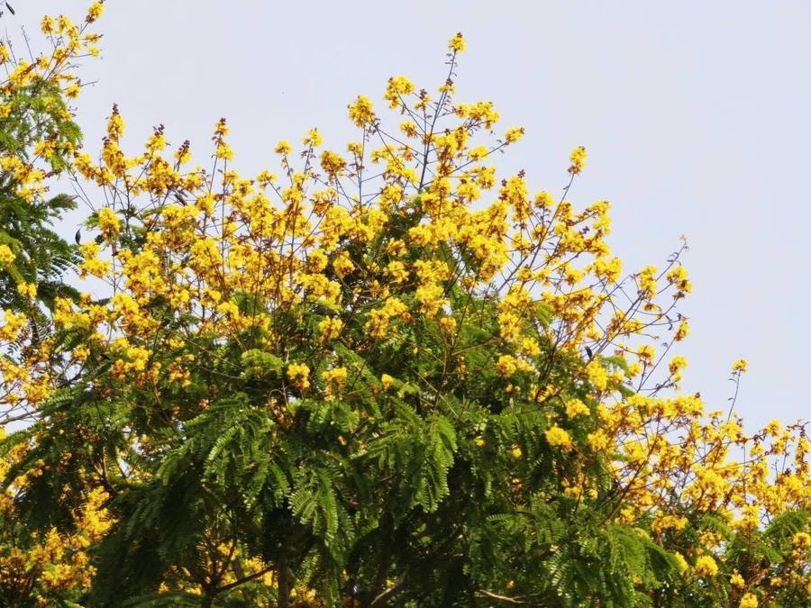 Công viên Ao Thiếc mùa nào cũng đẹp