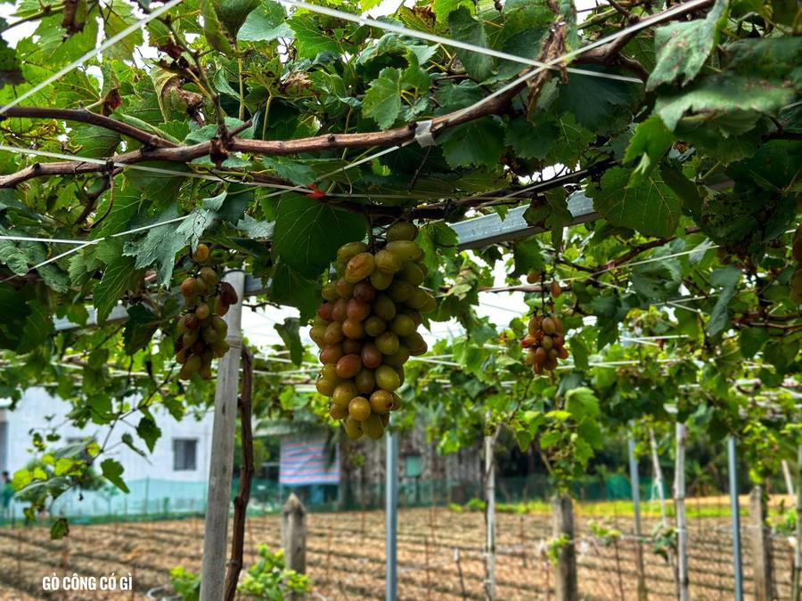 Quán cà phê vườn nho