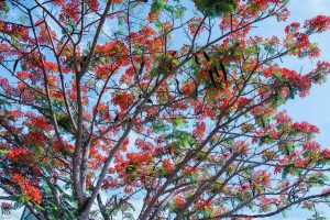 Phượng Gò Công Tây đường đi Long Bình 2017