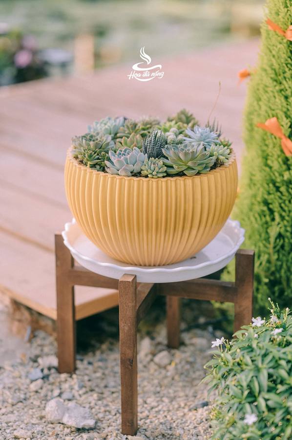 Cafe Hoa Đủ Nắng